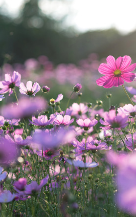 Emotional and Psychological Support